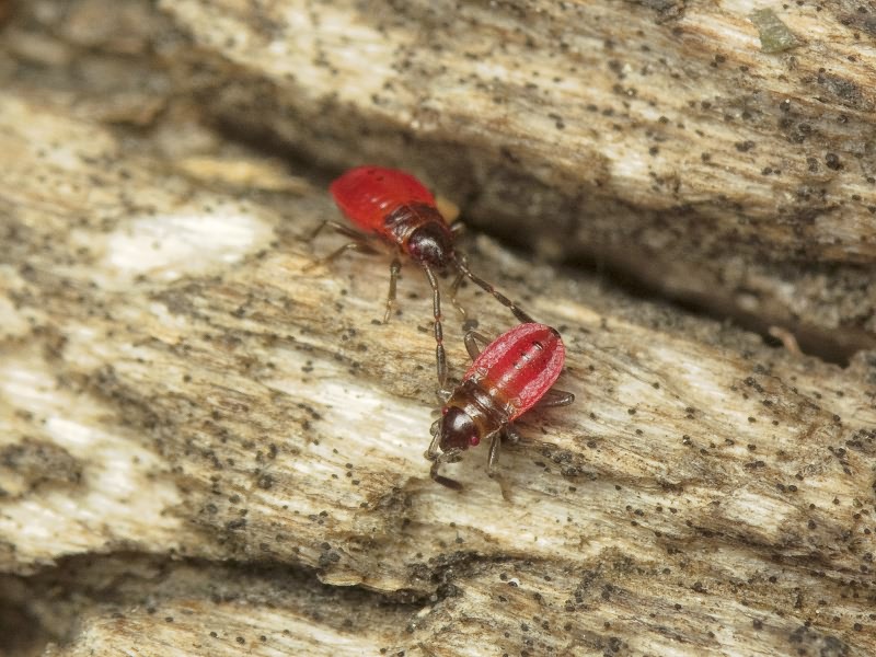 Pyrrhocoris apterus (Linnaeus, 1758)